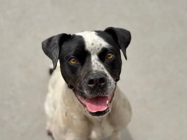 An adult medium-sized female Pit Bull Terrier dog named Melissa for adoption in Tulsa, OK
