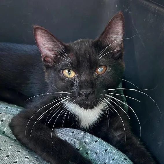 A young medium-sized male Black Domestic Short Hair cat named Puffin for adoption in Taos, NM