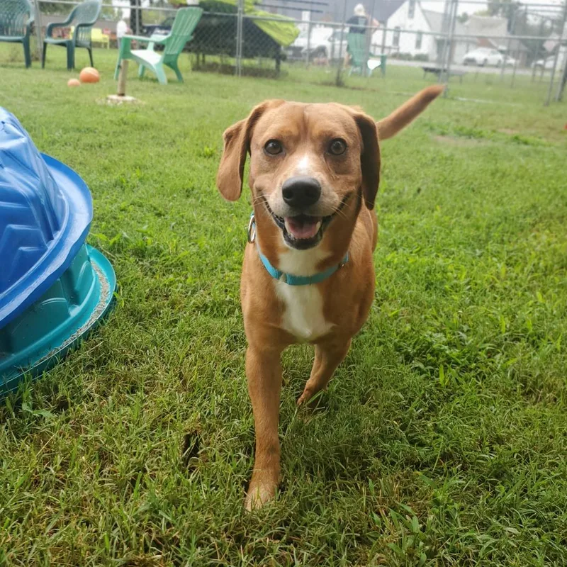 An adult medium-sized male Brown / Chocolate Mixed Breed dog named Warrant for adoption in Fredericksburg, VA