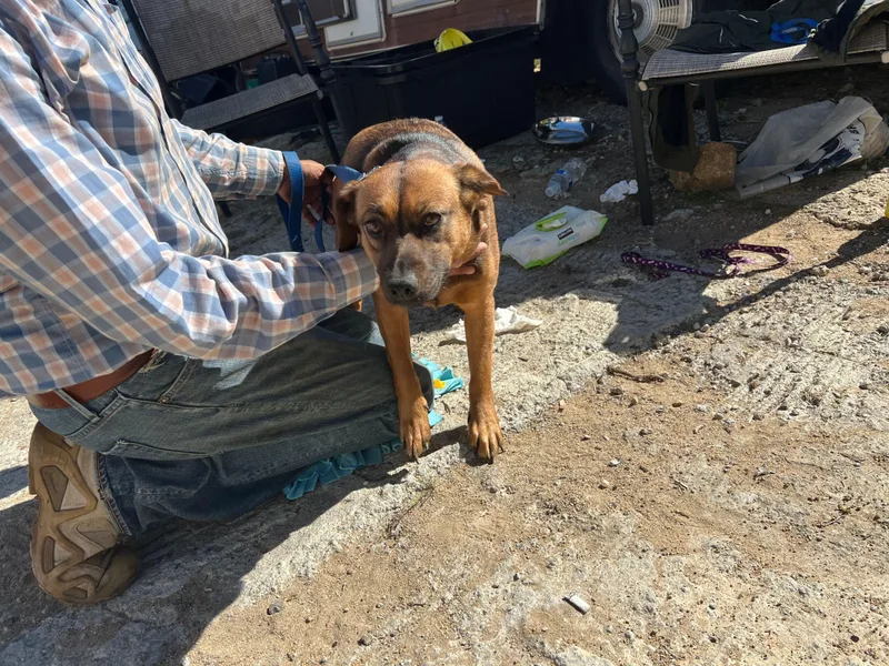 Grandiosa thumbnail 3