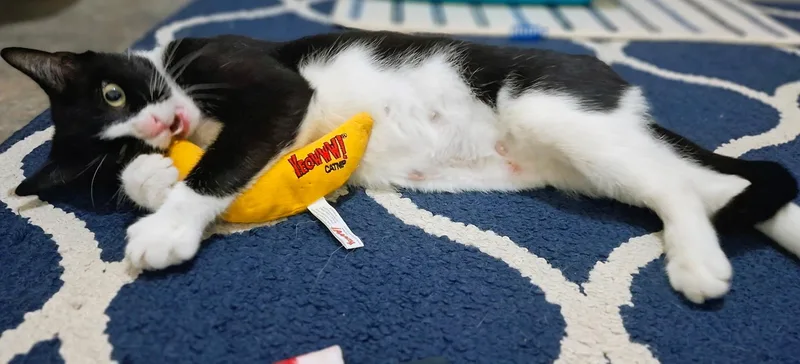 An adult medium-sized female Black & White / Tuxedo American Shorthair cat named Juliette Your New Best for adoption in Stamford, CT