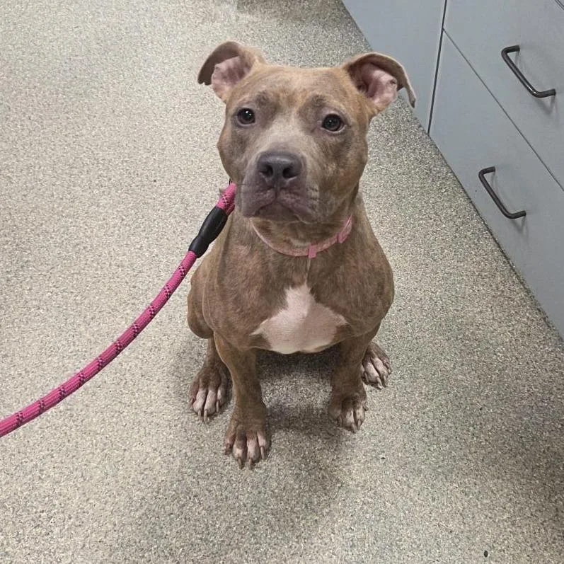 An adult medium-sized female Brindle Mixed Breed dog named Trudy for adoption in Jacksonville, FL