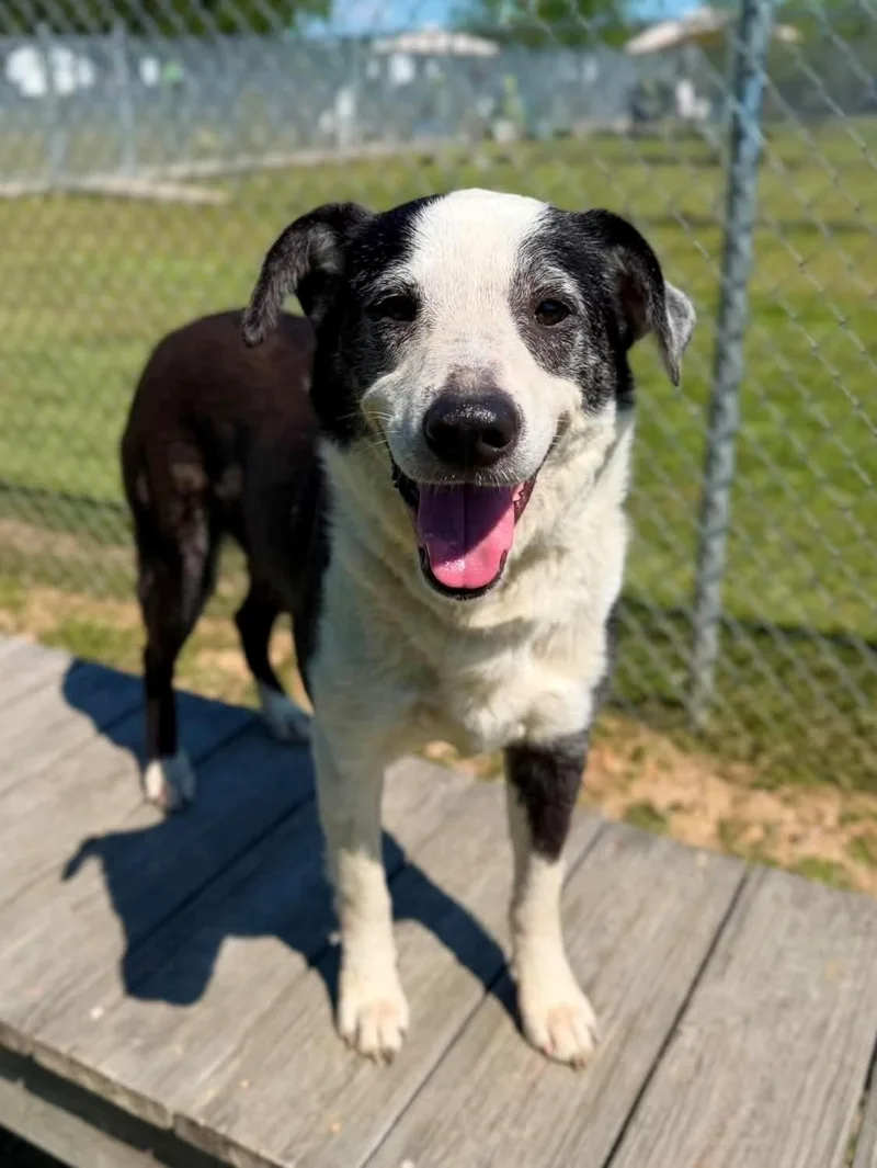 An adult medium-sized female Border Collie dog named Coco for adoption in Conroe, TX