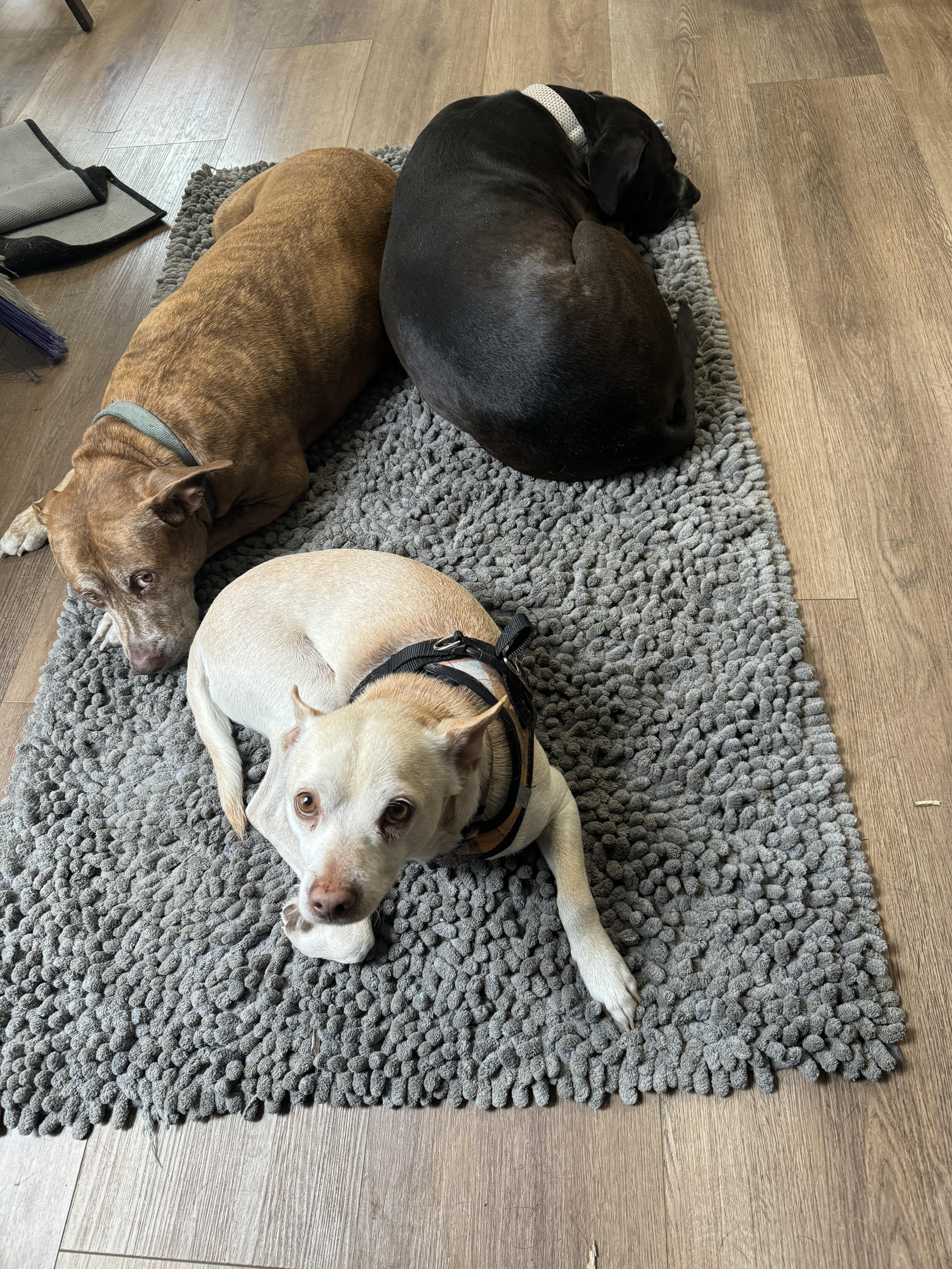 Little Andy thumbnail 3