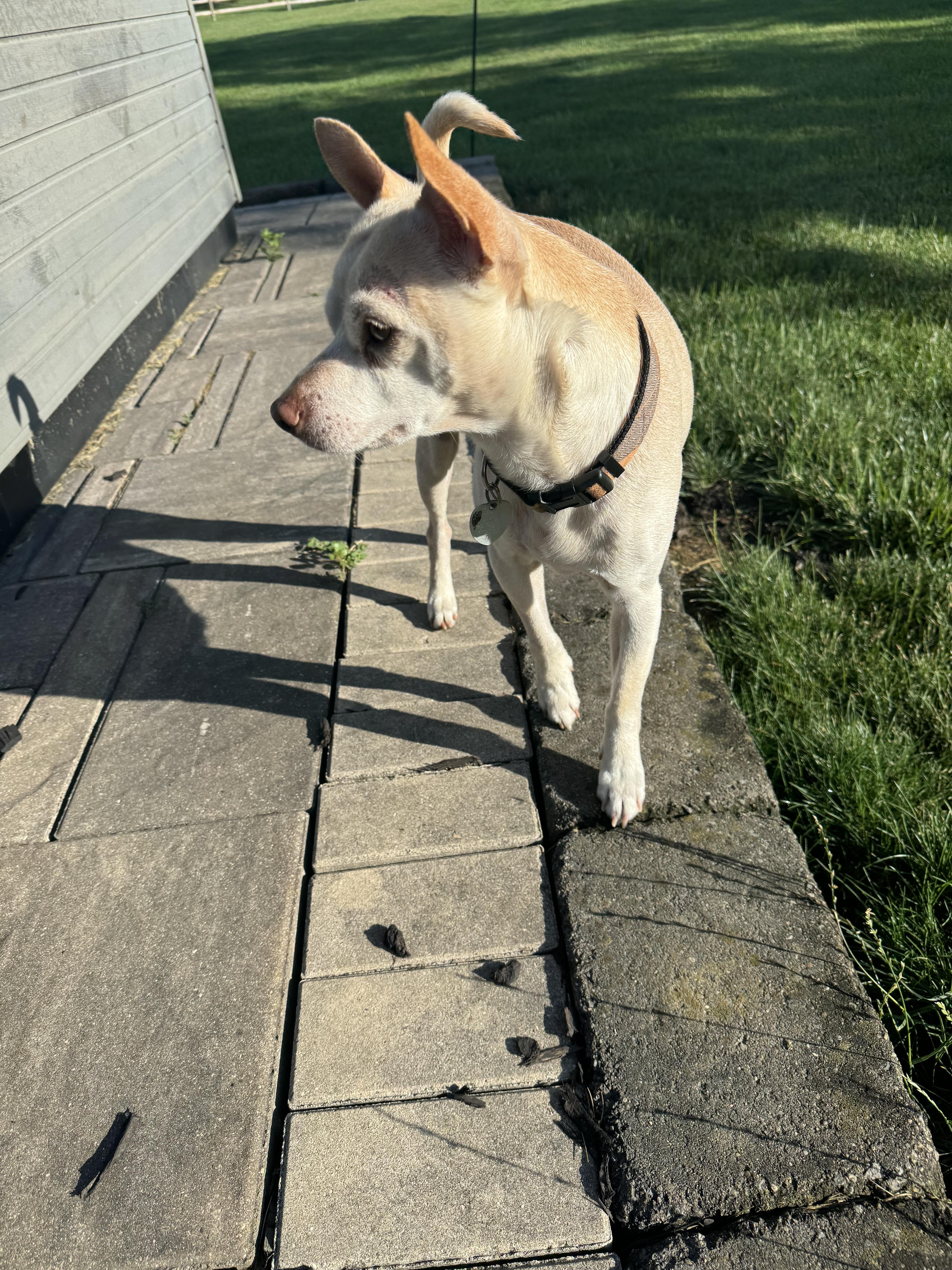 Little Andy thumbnail 4