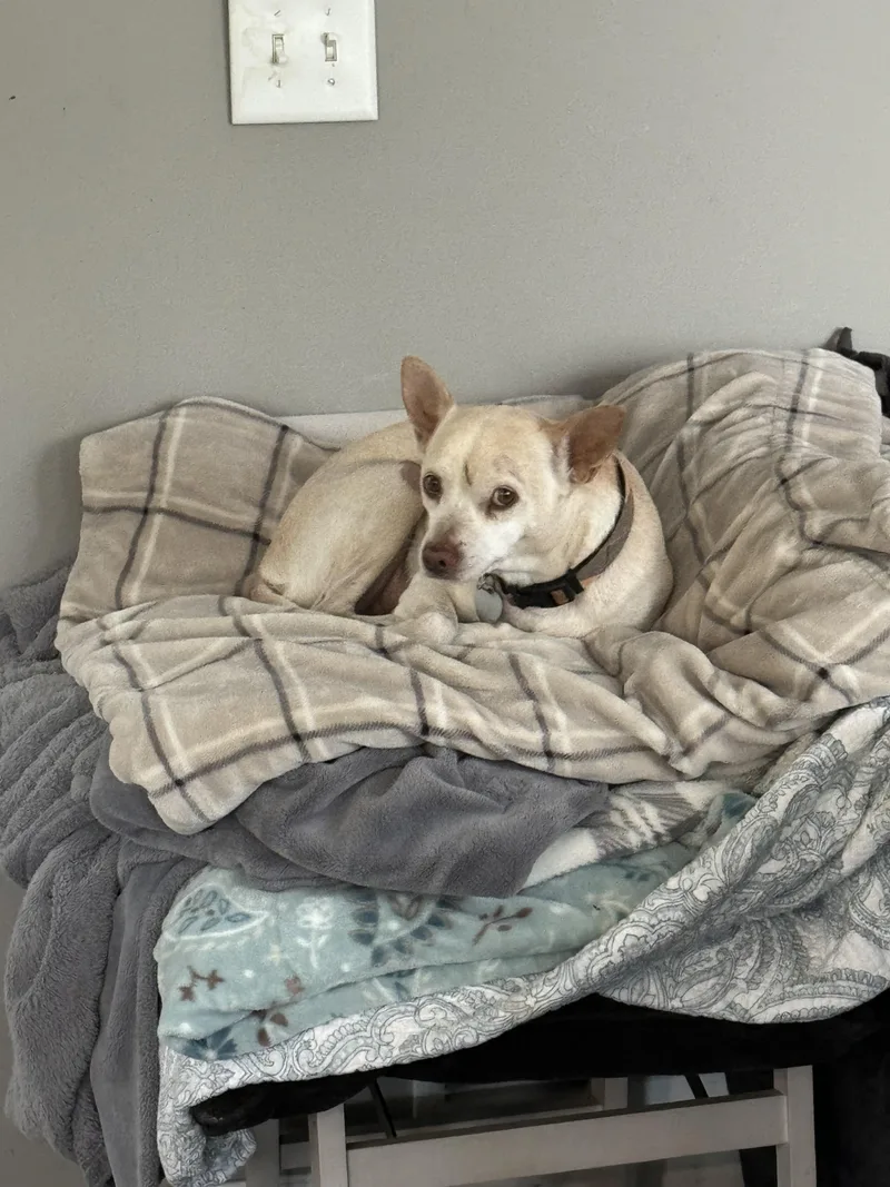 Little Andy thumbnail 5