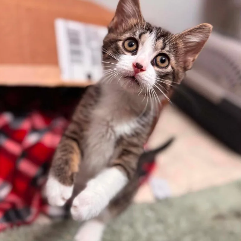 A baby small-sized male Brown / Chocolate Domestic Short Hair cat named Theo for adoption in Jasper, IN