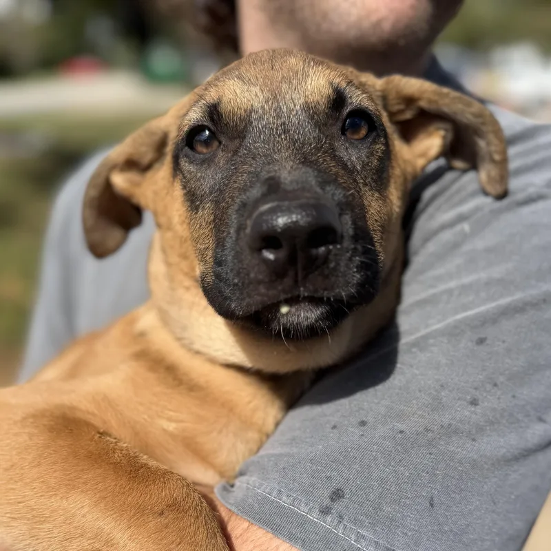 A baby medium-sized male Brown / Chocolate Mixed Breed dog named Rudy for adoption in Columbia, SC