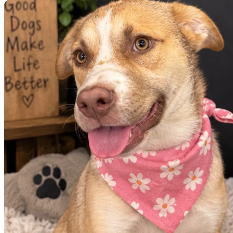 A young medium-sized female Husky dog named Barbara for adoption in Pilot Point, TX
