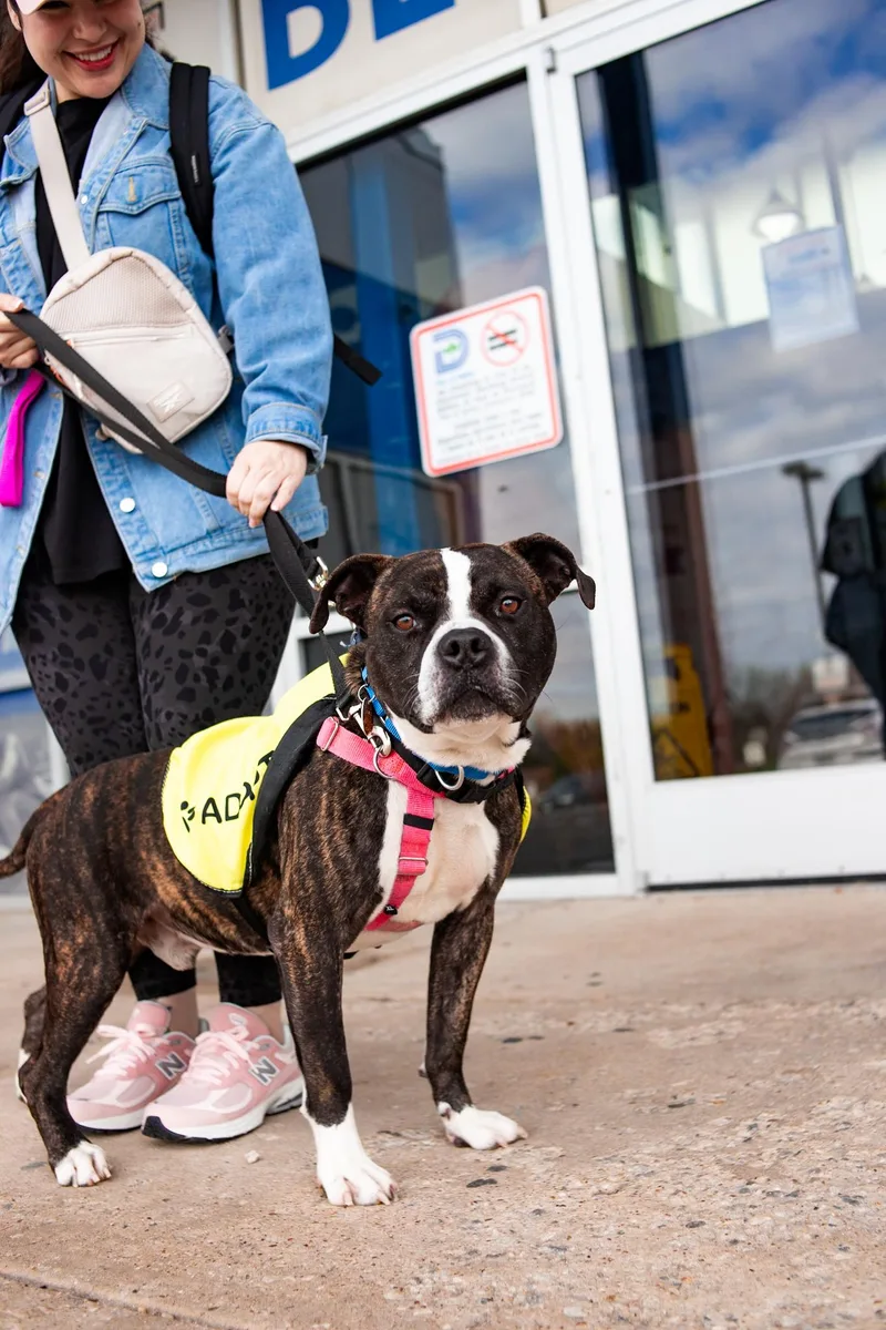 An adult medium-sized male Pit Bull Terrier dog named Dale for adoption in Eagle, ID