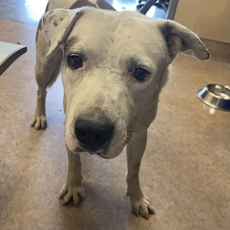 An adult large-sized male White / Cream Mixed Breed dog named Ruben for adoption in Palm Springs, CA