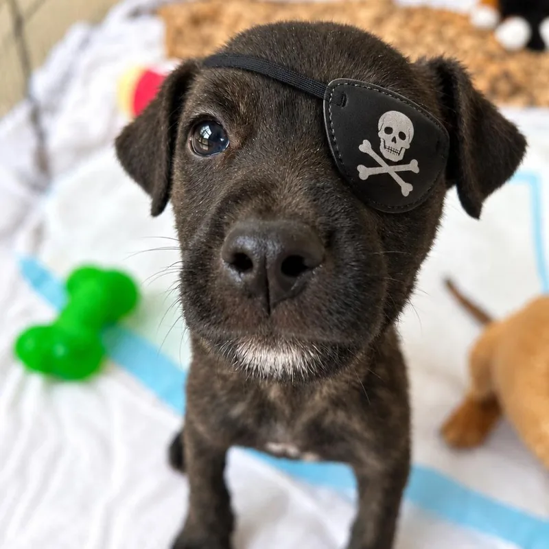 A baby medium-sized female Mixed Breed dog named Pirate for adoption in North Myrtle Beach, SC