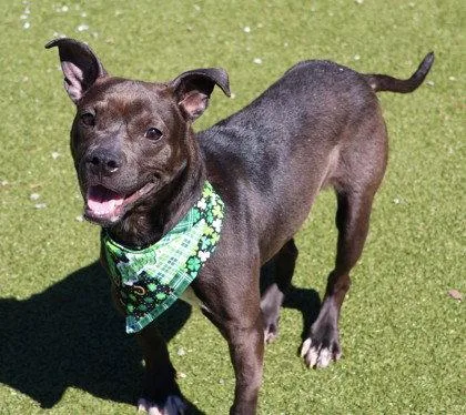 Lovebug Athens thumbnail 2