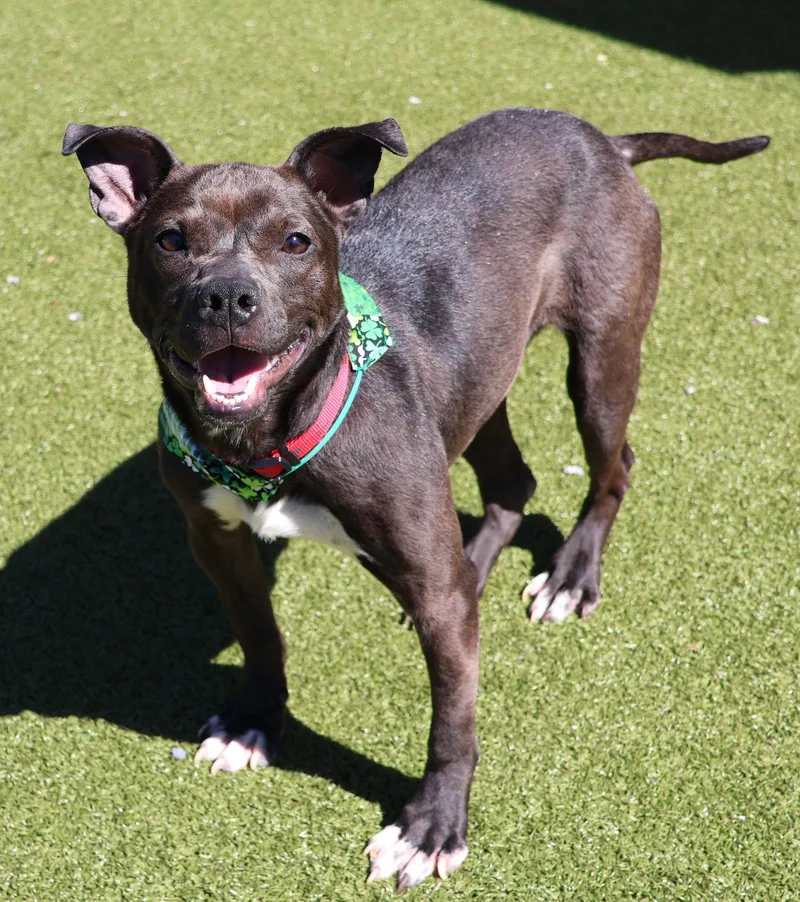 Lovebug Athens thumbnail 3