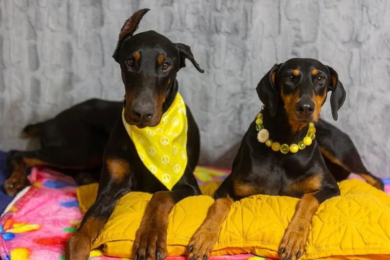 A young medium-sized female Black Doberman Pinscher dog named Luna Lynn for adoption in Pearland, TX