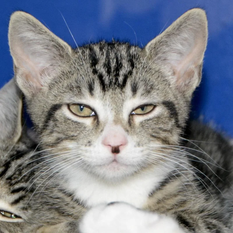 A baby small-sized male Brown / Chocolate Domestic Short Hair cat named Duke for adoption in Los Angeles, CA