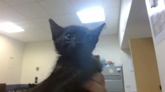 A baby small-sized male Domestic Short Hair cat named Phantom for adoption in Miami, FL