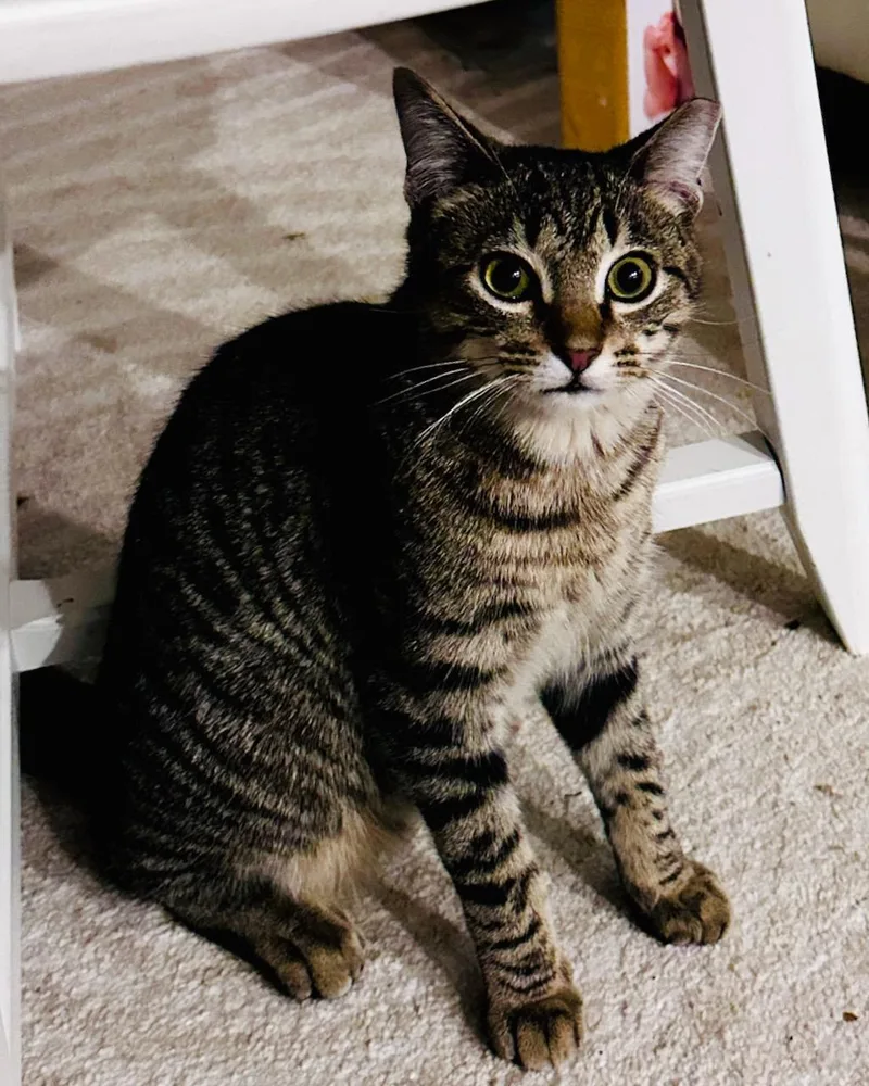 A baby medium-sized male Domestic Short Hair cat named Popoki for adoption in San Francisco, CA