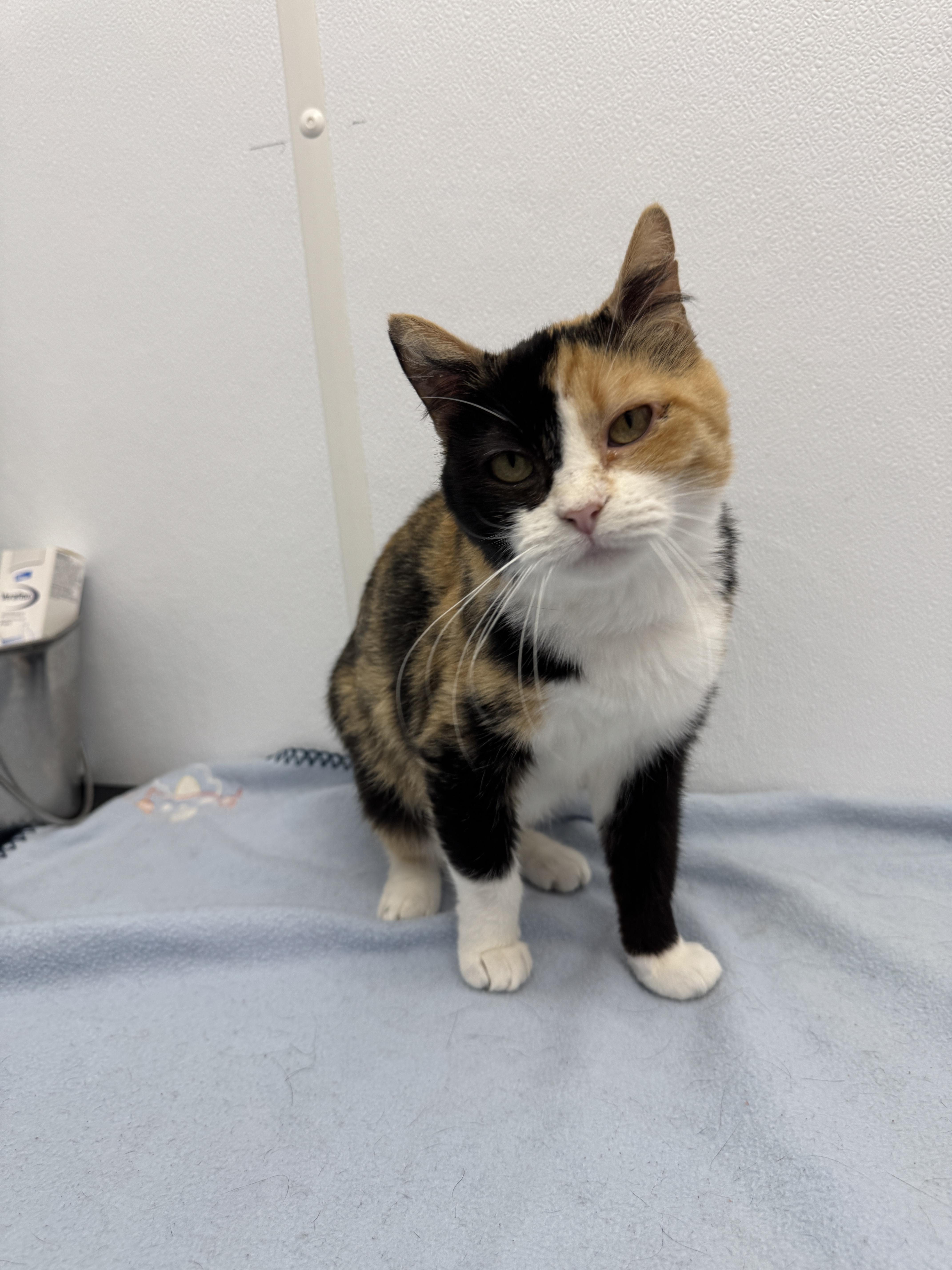 A baby small-sized female Domestic Short Hair cat named Ravioli for adoption in Auburn, NE