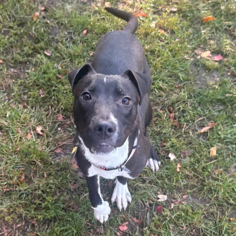 A young medium-sized female Black Mixed Breed dog named Ponyo for adoption in East Hanover, NJ