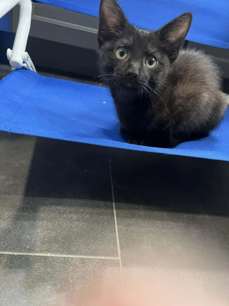 A baby small-sized male Domestic Short Hair cat named Lincoln for adoption in Visalia, CA