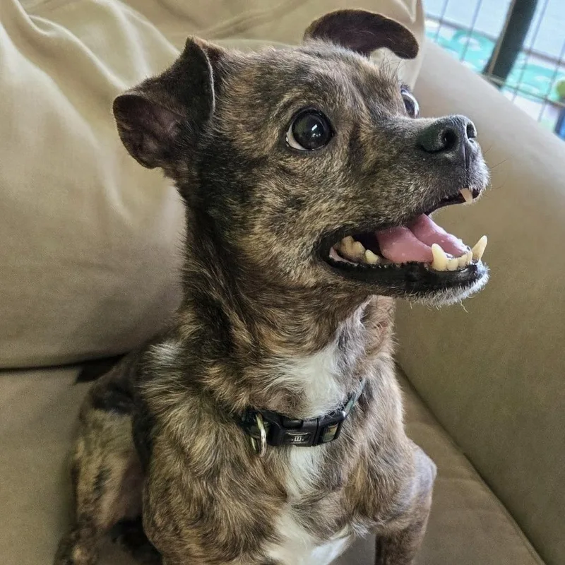 An adult small-sized male Brindle Terrier dog named Larry for adoption in Shelby, NC