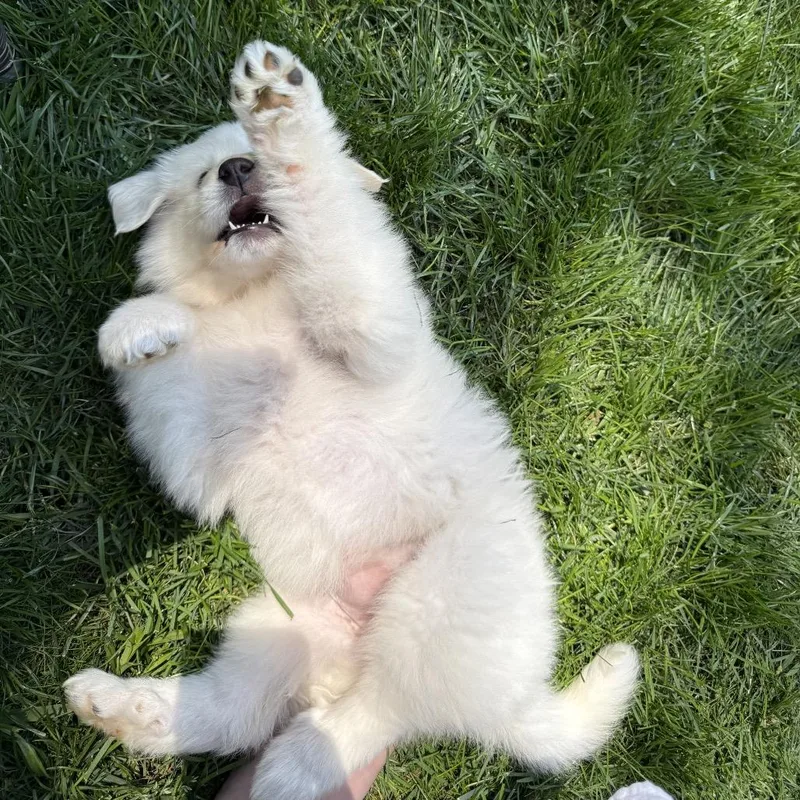 A baby large-sized female White / Cream Great Pyrenees dog named Zena for adoption in St. Clair, MO