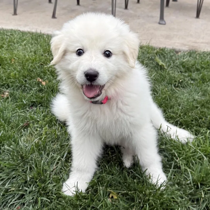 Zena thumbnail 5