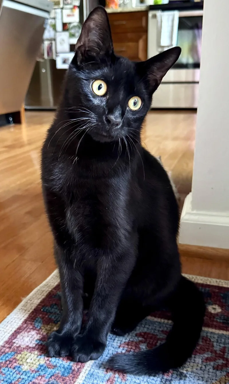 A young medium-sized male Black Domestic Short Hair cat named Harbour for adoption in Reston, VA