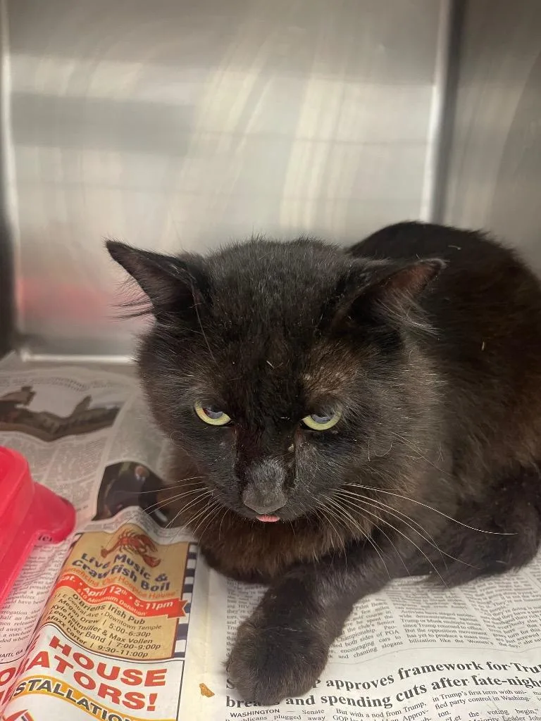 A young medium-sized male Domestic Medium Hair cat named Tarzan for adoption in Belton, TX