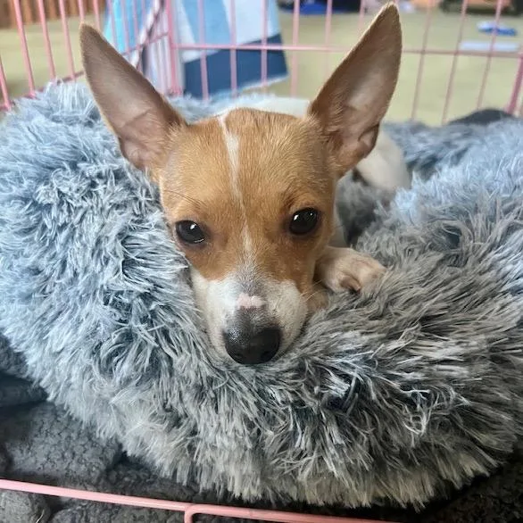 An adult small-sized female Brown / Chocolate Chihuahua dog named Jill for adoption in Chicago, IL