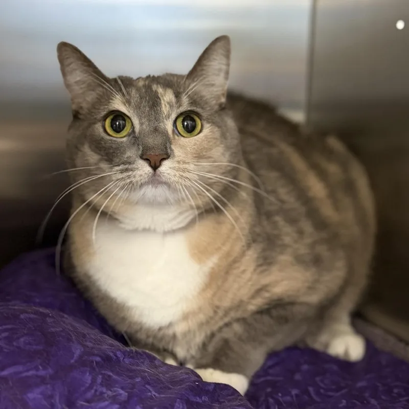 An adult extra large-sized female Torbie Domestic Short Hair cat named Marble for adoption in Bullhead City, AZ