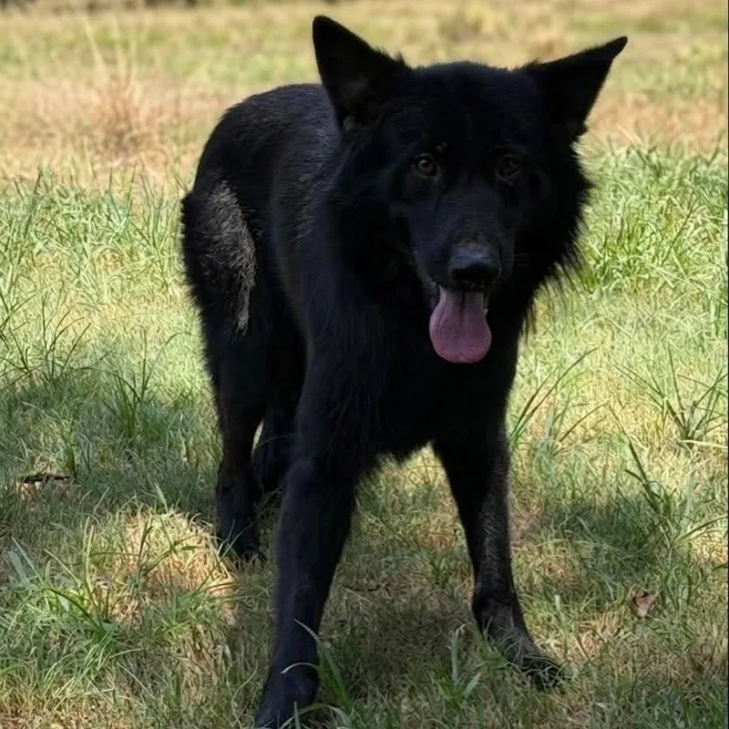 A young large-sized male Black German Shepherd Dog dog named Simon GSD for adoption in Caldwell, TX