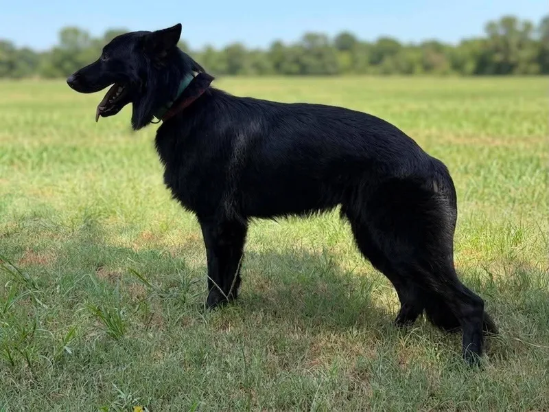 Simon GSD thumbnail 2