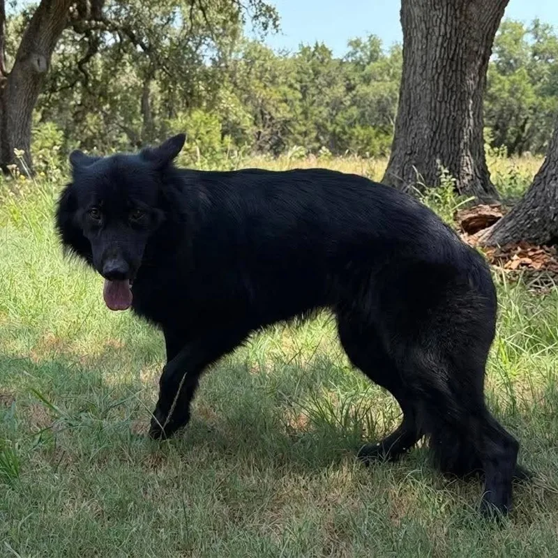 Simon GSD thumbnail 3