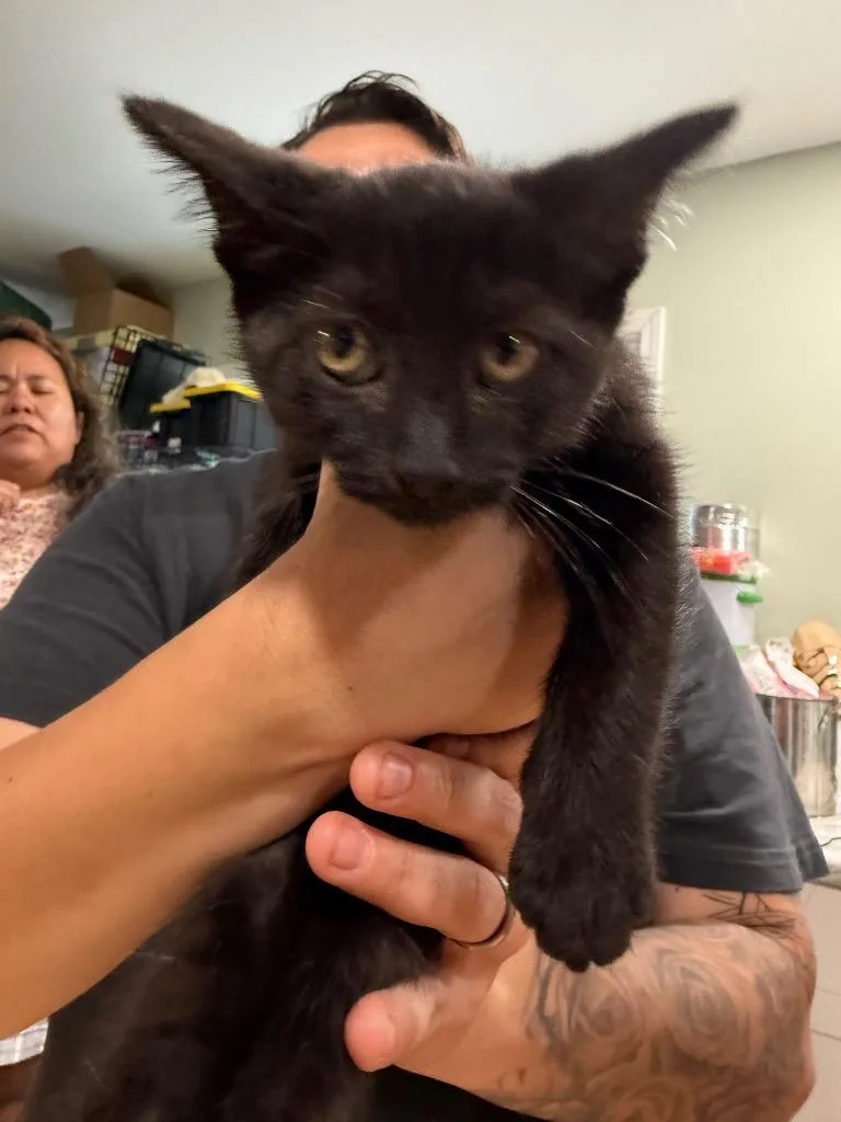 A baby large-sized female Domestic Short Hair cat named Jellybean for adoption in warrenville, SC