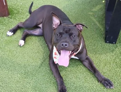 A young large-sized female Mixed Breed dog named Rilla for adoption in Athens, GA