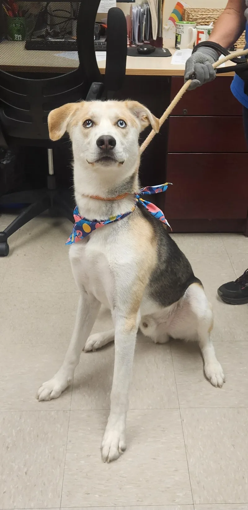 An adult large-sized male Yellow / Tan / Blond / Fawn Husky dog named Cyrus for adoption in Clayton, NJ