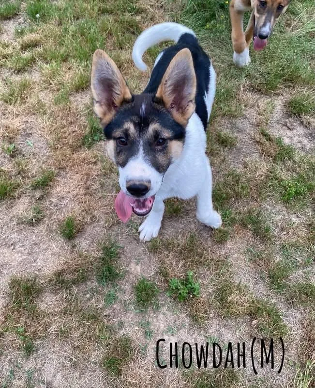 A baby medium-sized male Shepherd dog named Chowdah for adoption in Pembroke, MA