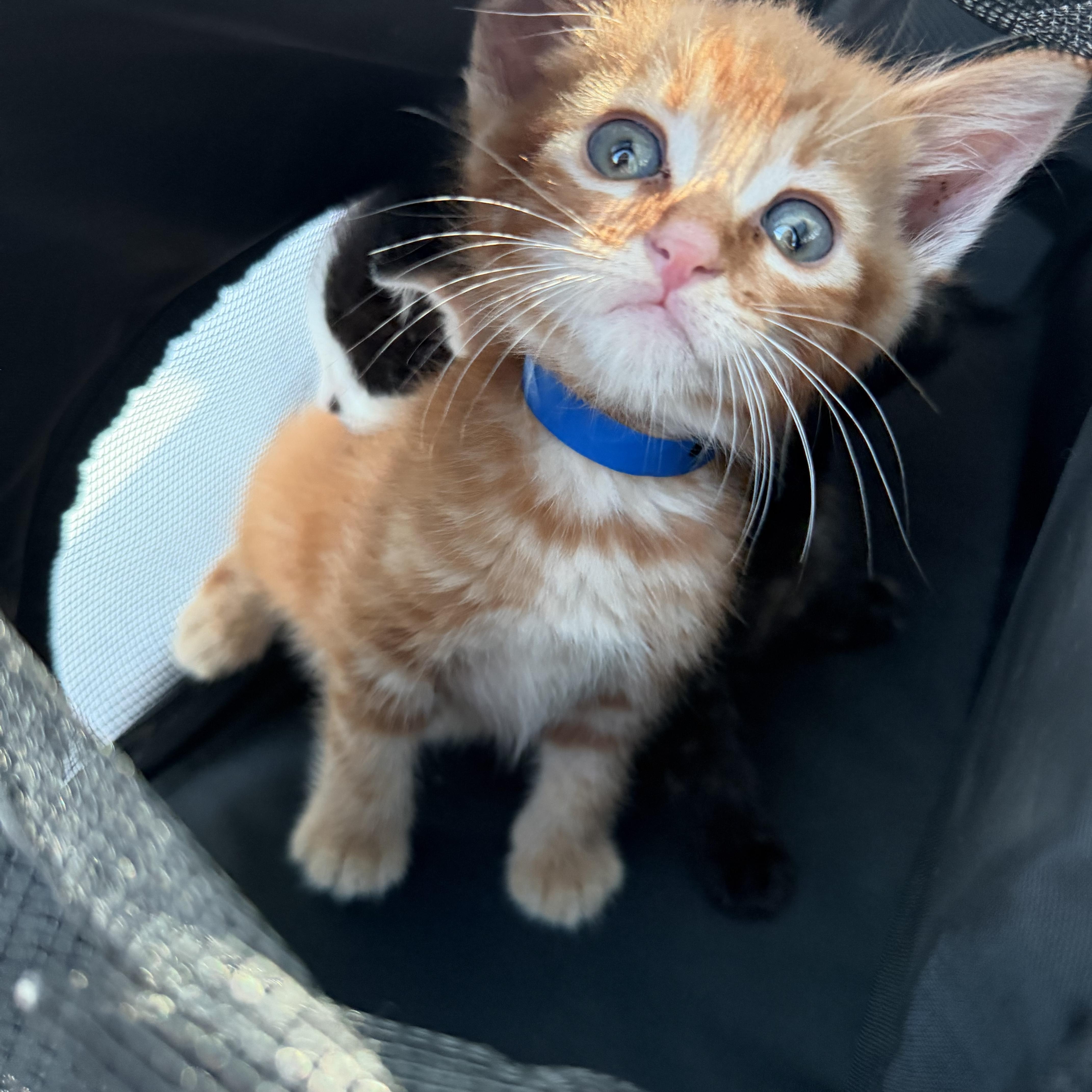 A baby small-sized male Tabby (Orange / Red) Tabby cat named Cheeto for adoption in atlanta, GA