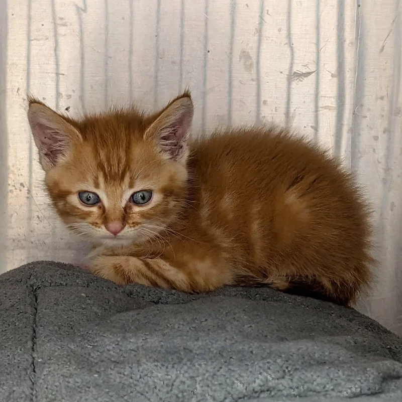 Cheeto thumbnail 2