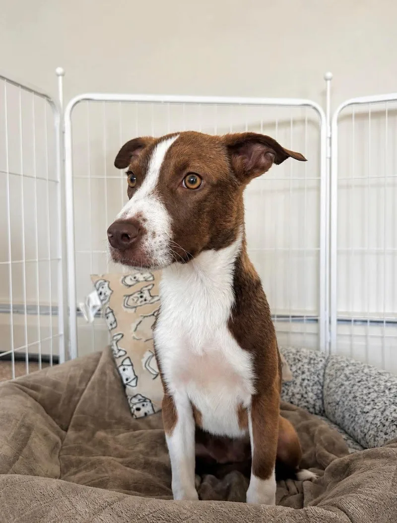 A baby medium-sized female Brown / Chocolate Hound dog named Cheetah for adoption in Bethlehem, PA