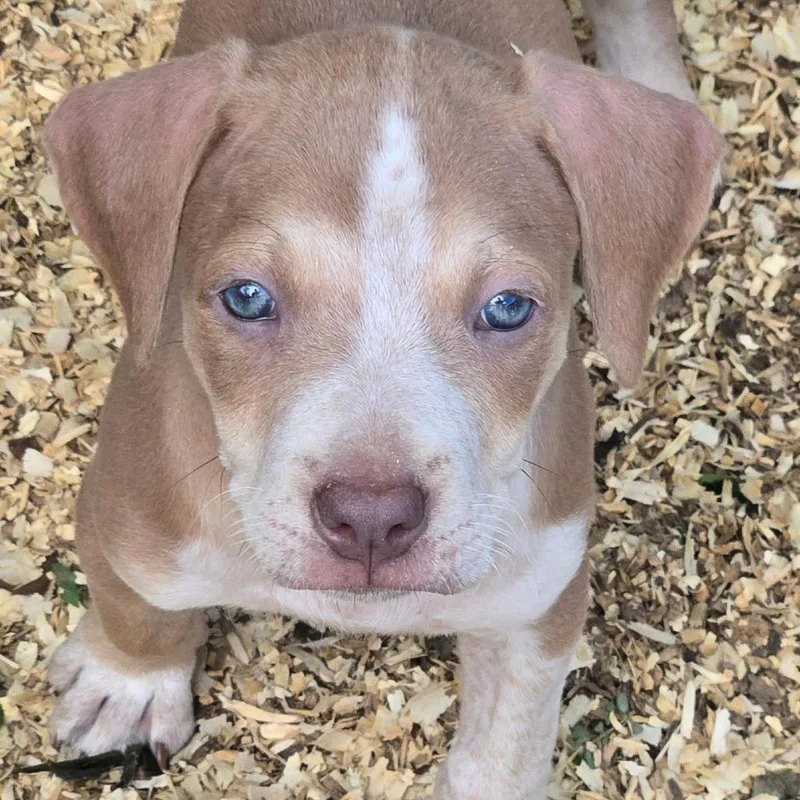 A baby medium-sized female Gray / Blue / Silver Pit Bull Terrier dog named Amaretto for adoption in Floresville, TX