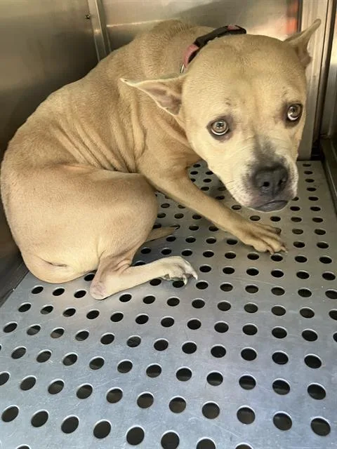 An adult small-sized female Mixed Breed dog named Sara for adoption in Dallas, TX