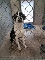 A young medium-sized female Black Border Collie dog named Dottie for adoption in Moline, IL