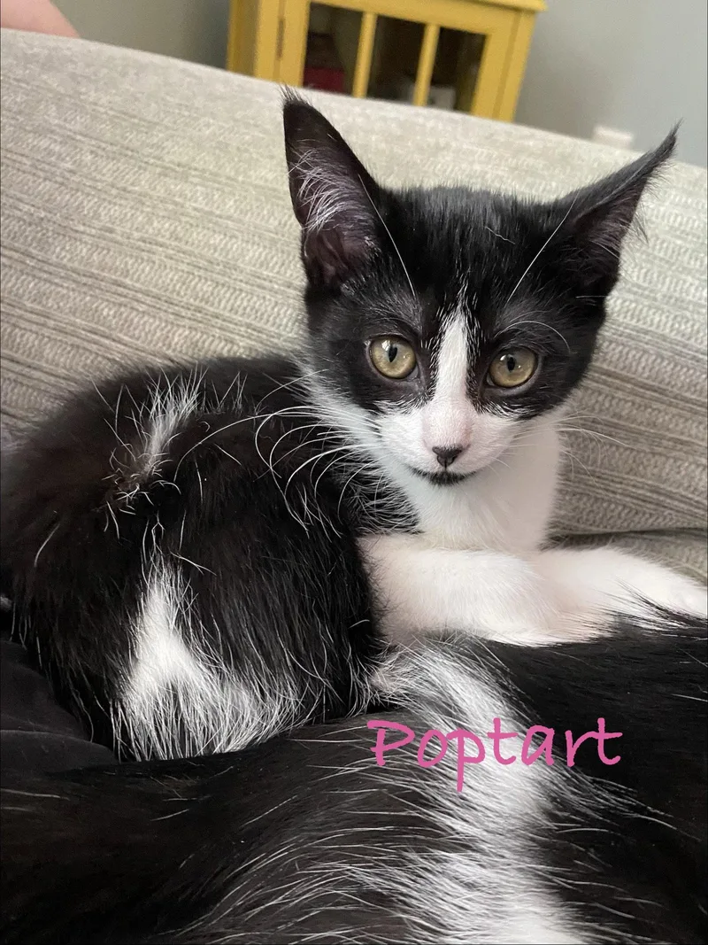 Poptart  Willow Grove