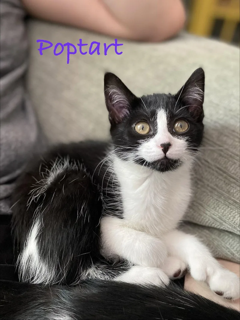 Poptart  Willow Grove thumbnail 2