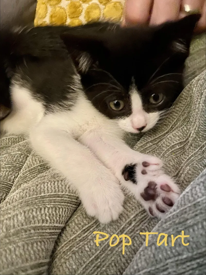 Poptart  Willow Grove thumbnail 3
