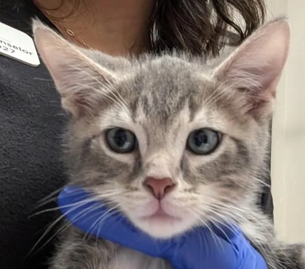 An adult medium-sized male Domestic Short Hair cat named Cookie Monster for adoption in Oceanside, CA