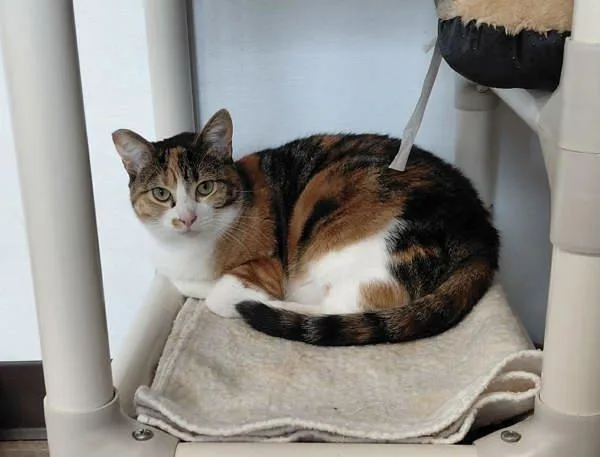 An adult medium-sized female Domestic Short Hair cat named Ember for adoption in McMinnville, OR